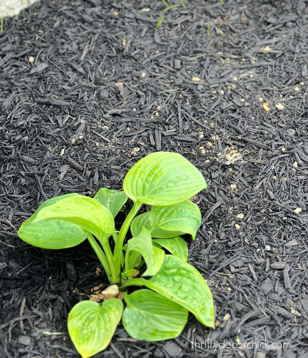split hosta in ground
